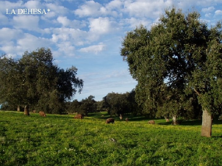 LA DEHESA* 