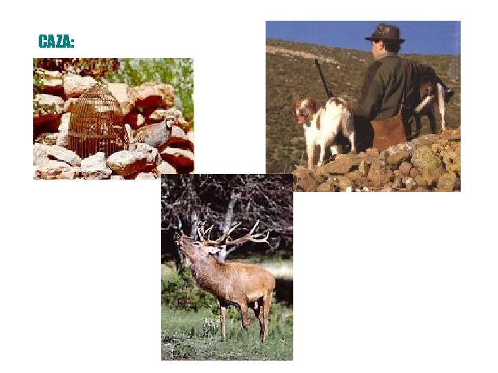 CAZA: 