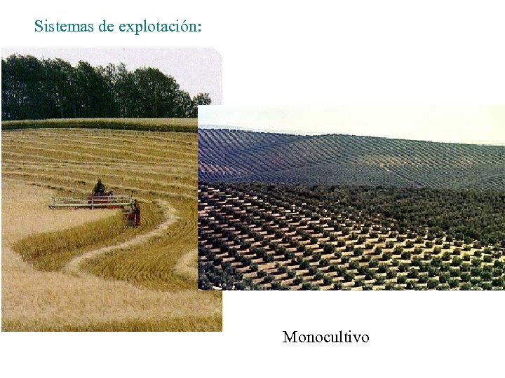 Sistemas de explotación: Monocultivo 
