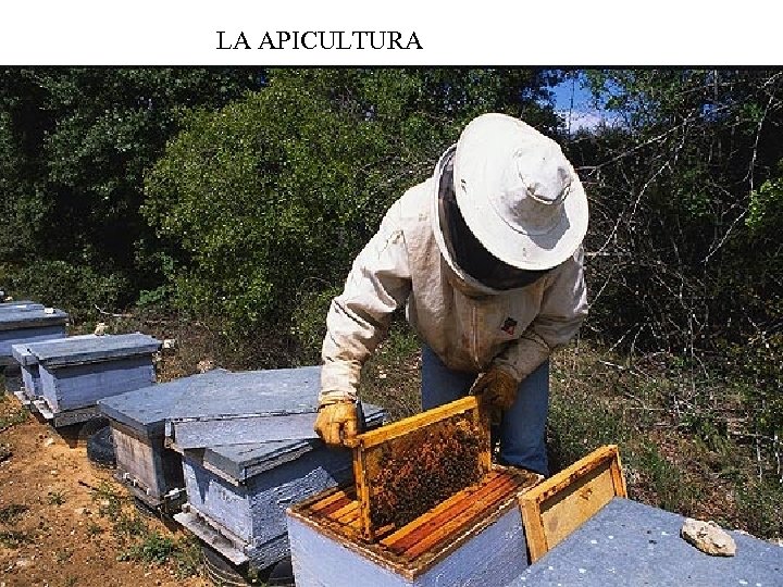 LA APICULTURA 