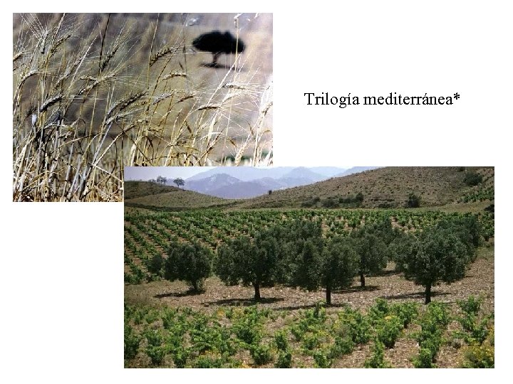 Trilogía mediterránea* 