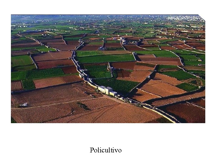 Policultivo 
