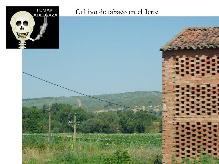 Cultivo de tabaco en el Jerte 