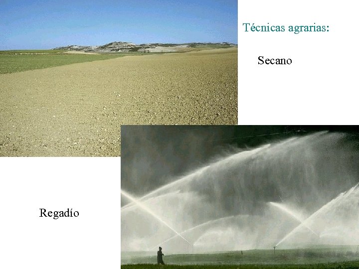 Técnicas agrarias: Secano Regadío 