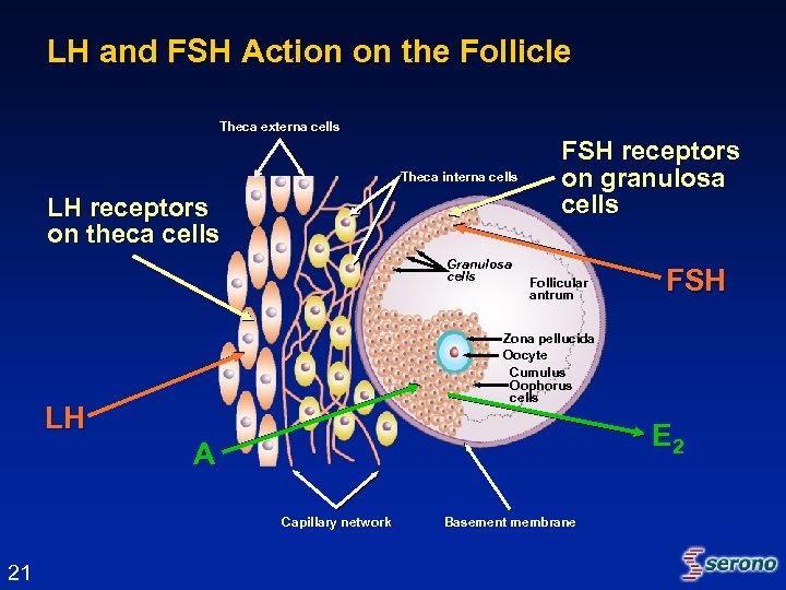 LH and FSH Action on the Follicle Theca externa cells Theca interna cells LH