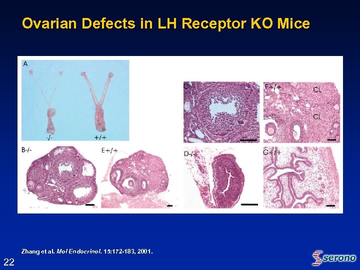 Ovarian Defects in LH Receptor KO Mice Zhang et al. Mol Endocrinol. 15: 172