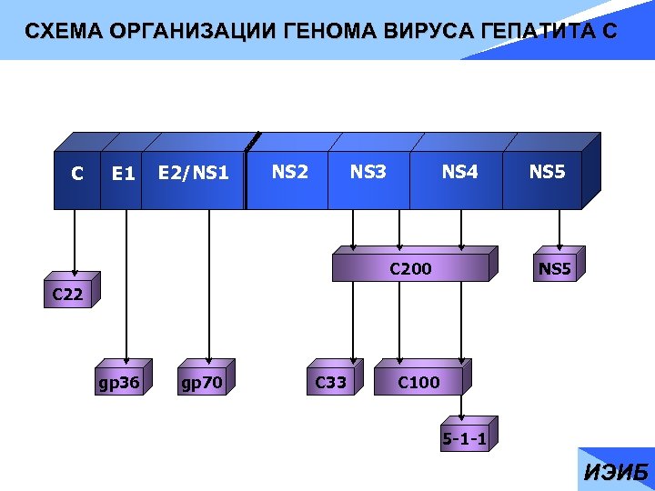 СХЕМА ОРГАНИЗАЦИИ ГЕНОМА ВИРУСА ГЕПАТИТА С С Е 1 E 2/NS 1 NS 2