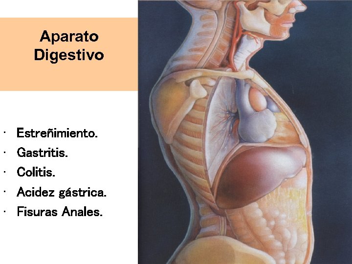Aparato Digestivo • • • Estreñimiento. Gastritis. Colitis. Acidez gástrica. Fisuras Anales. 