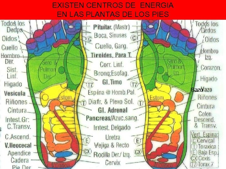 EXISTEN CENTROS DE ENERGIA EN LAS PLANTAS DE LOS PIES Bazo 