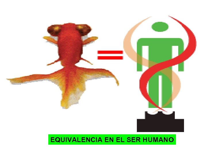 EQUIVALENCIA EN EL SER HUMANO 