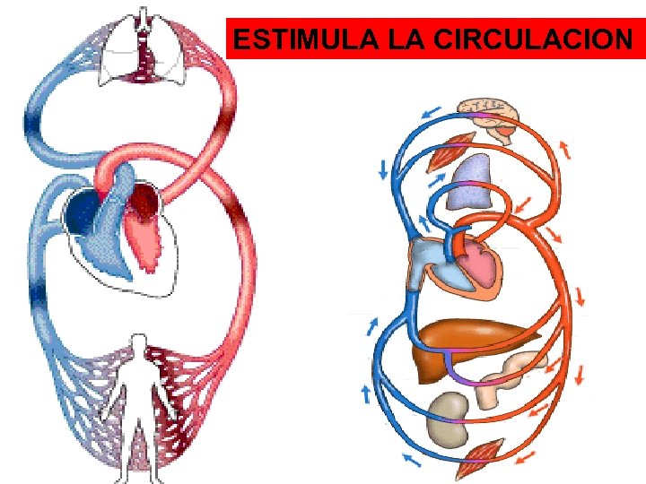 ESTIMULA LA CIRCULACION 