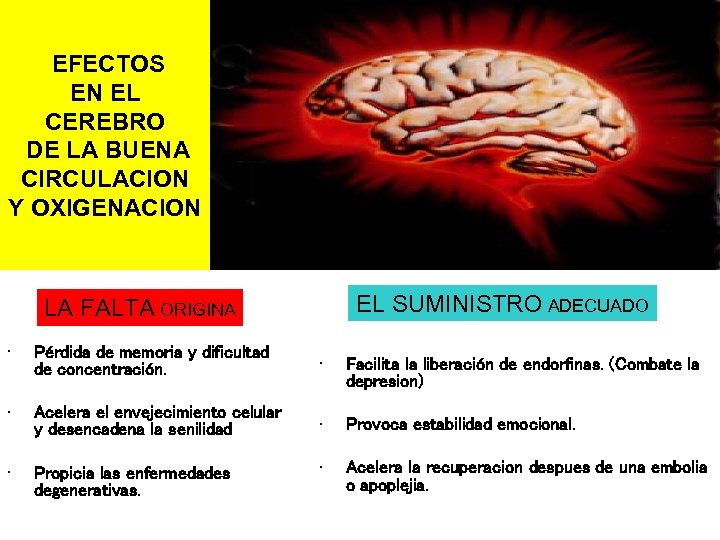 EFECTOS EN EL CEREBRO DE LA BUENA CIRCULACION Y OXIGENACION EL SUMINISTRO ADECUADO LA