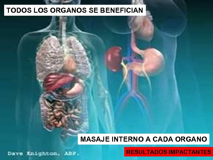 TODOS LOS ORGANOS SE BENEFICIAN MASAJE INTERNO A CADA ORGANO RESULTADOS IMPACTANTES 