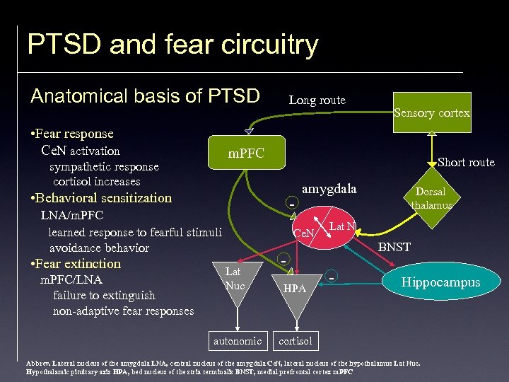 PTSD and fear circuitry Anatomical basis of PTSD • Fear response Ce. N activation