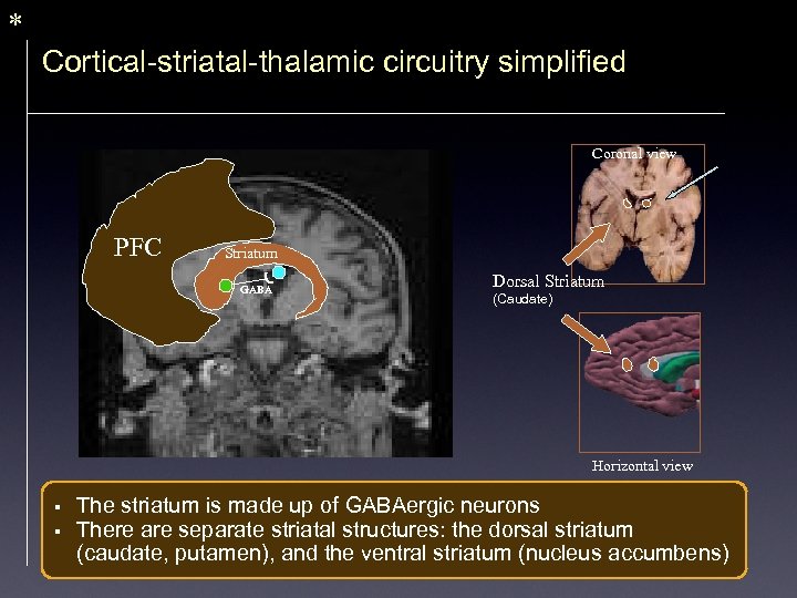 * Cortical-striatal-thalamic circuitry simplified Coronal view PFC Striatum GABA Dorsal Striatum (Caudate) Horizontal view