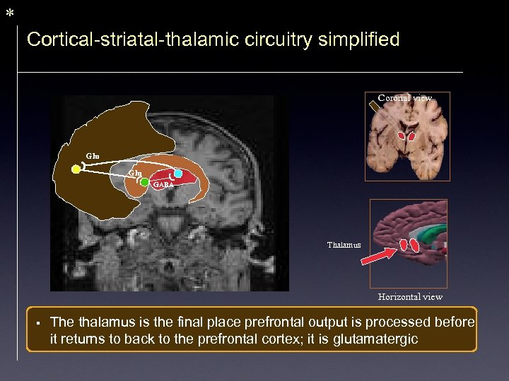 * Cortical-striatal-thalamic circuitry simplified Coronal view Glu GABA Thalamus Horizontal view § The thalamus