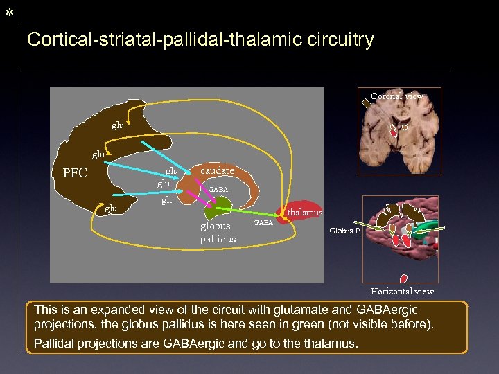 * Cortical-striatal-pallidal-thalamic circuitry Coronal view glu PFC glu glu caudate GABA glu thalamus globus