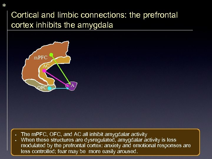 * Cortical and limbic connections: the prefrontal cortex inhibits the amygdala m. PFC AC