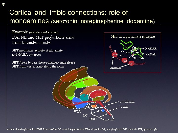 * Cortical and limbic connections: role of monoamines (serotonin, norepinepherine, dopamine) Example (see below