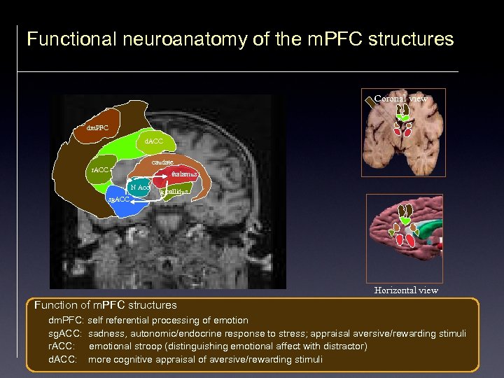 Functional neuroanatomy of the m. PFC structures Coronal view dm. PFC d. ACC caudate