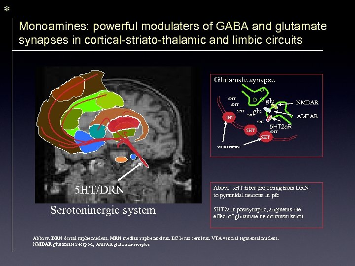 * Monoamines: powerful modulaters of GABA and glutamate synapses in cortical-striato-thalamic and limbic circuits