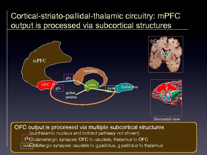 Cortical-striato-pallidal-thalamic circuitry: m. PFC output is processed via subcortical structures Coronal view m. PFC