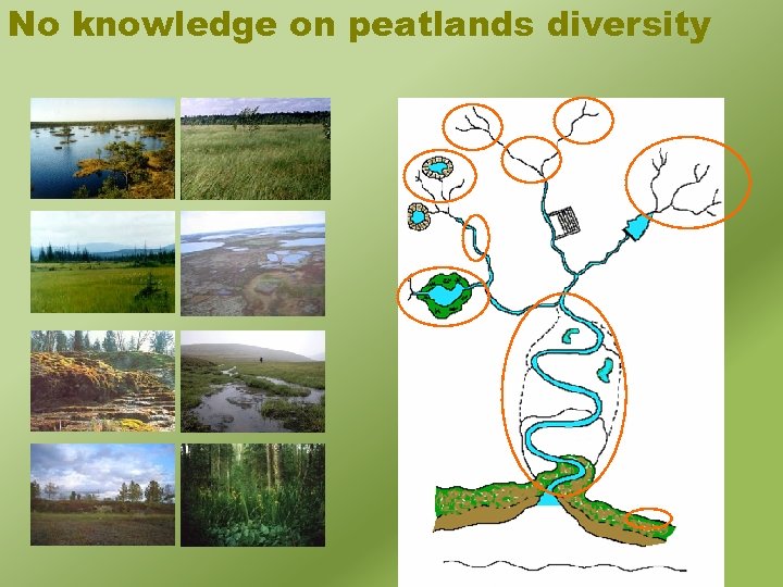 No knowledge on peatlands diversity 