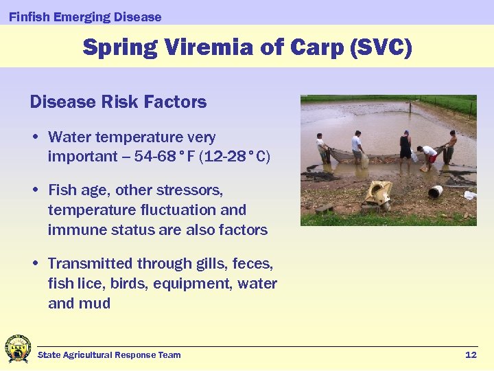 Finfish Emerging Disease Spring Viremia of Carp (SVC) Disease Risk Factors • Water temperature