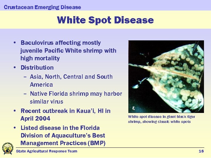 Crustacean Emerging Disease White Spot Disease • Baculovirus affecting mostly juvenile Pacific White shrimp