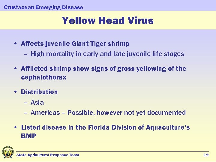 Crustacean Emerging Disease Yellow Head Virus • Affects juvenile Giant Tiger shrimp – High