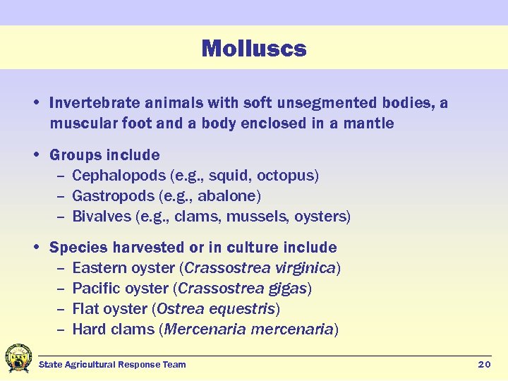 Molluscs • Invertebrate animals with soft unsegmented bodies, a muscular foot and a body