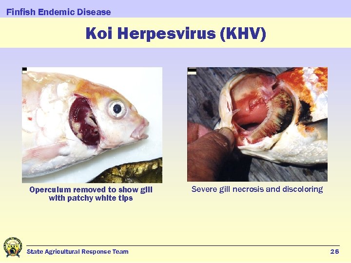 Finfish Endemic Disease Koi Herpesvirus (KHV) Operculum removed to show gill with patchy white