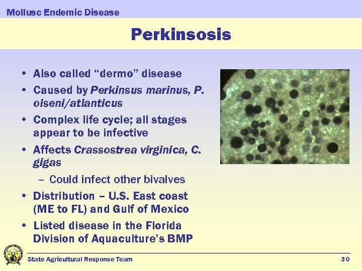 Mollusc Endemic Disease Perkinsosis • Also called “dermo” disease • Caused by Perkinsus marinus,