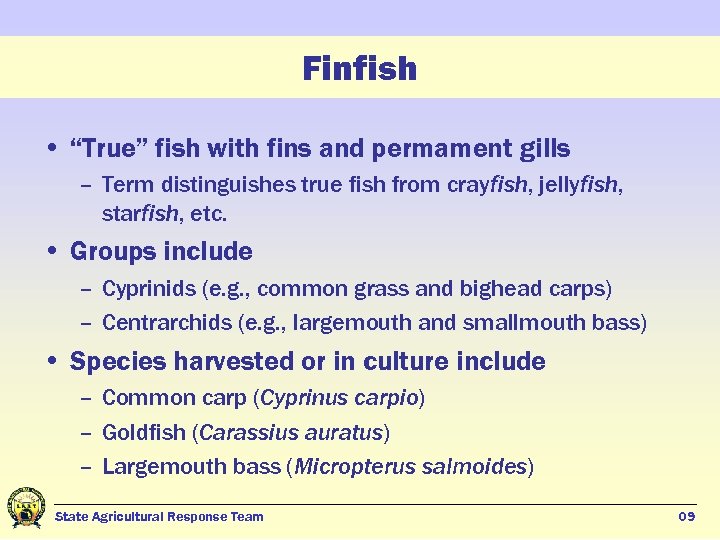 Finfish • “True” fish with fins and permament gills – Term distinguishes true fish