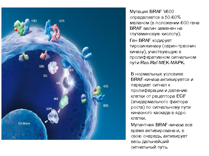  • • Мутация BRAF V 600 определяется в 50 -60% меланом (в положении