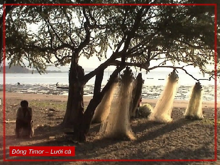 Đông Timor – Lưới cá 