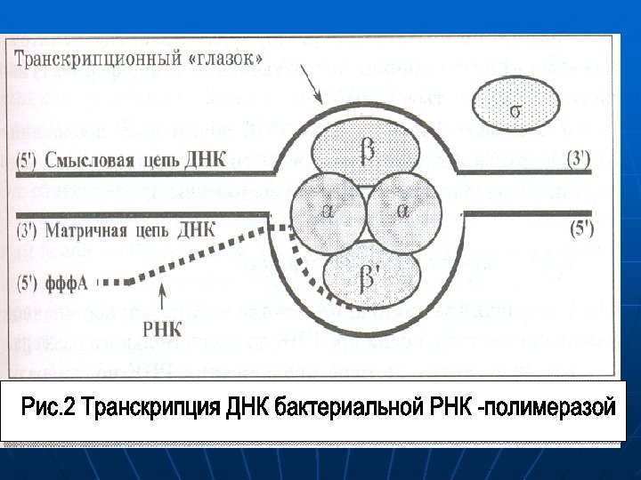 Схема реализации наследственной информации