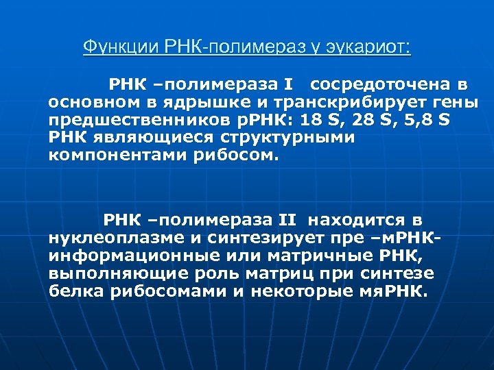 Функции РНК-полимераз у эукариот: РНК –полимераза І сосредоточена в основном в ядрышке и транскрибирует