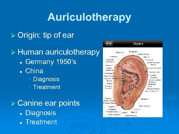 Auriculotherapy Ø Origin: tip of ear Ø Human auriculotherapy l l Germany 1950’s China