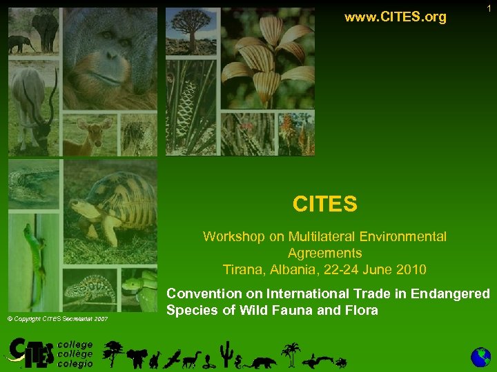 www. CITES. org 1 CITES Workshop on Multilateral Environmental Agreements Tirana, Albania, 22 -24