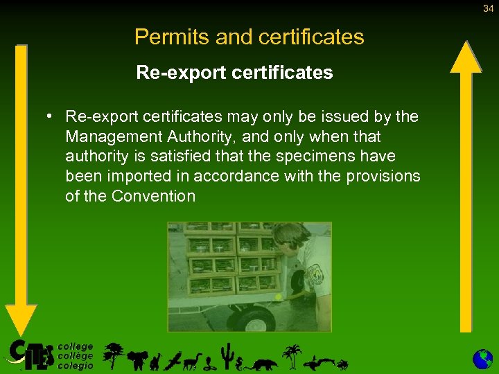 34 Permits and certificates Re-export certificates • Re-export certificates may only be issued by