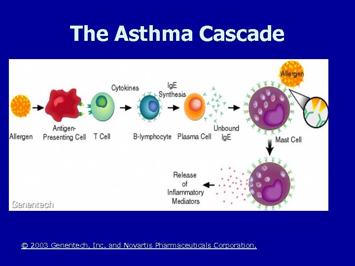 The Asthma Cascade © 2003 Genentech, Inc. and Novartis Pharmaceuticals Corporation. 