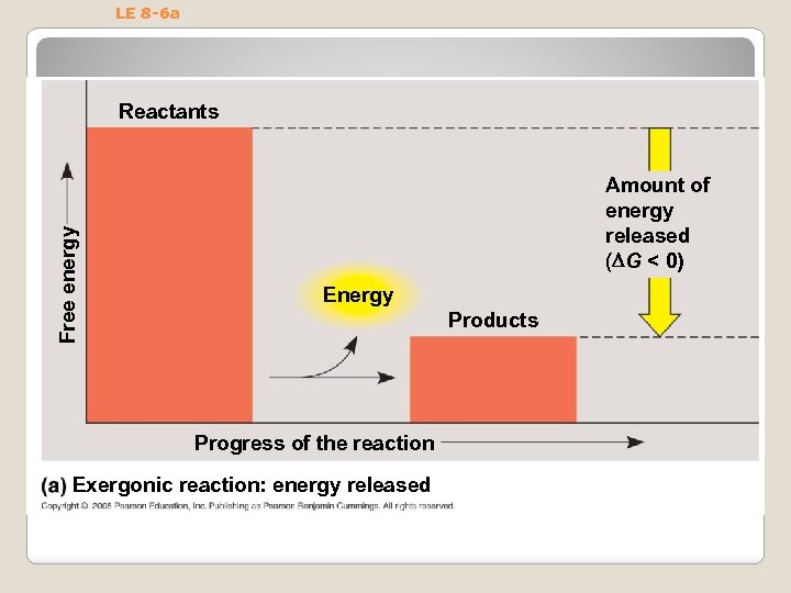 LE 8 -6 a Free energy Reactants Amount of energy released ( G <