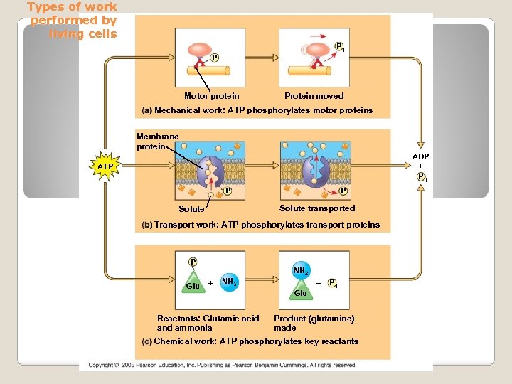 Types of work performed by living cells Pi P Motor protein Protein moved Mechanical