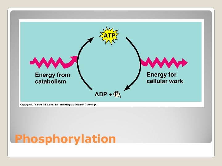 Phosphorylation 