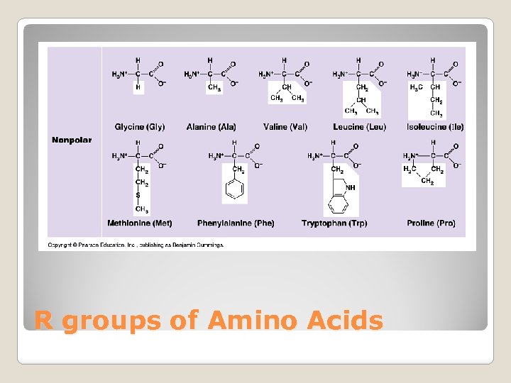 R groups of Amino Acids 