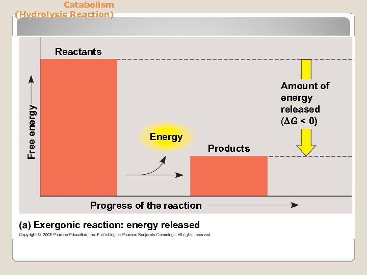 Catabolism (Hydrolysis Reaction) Free energy Reactants Amount of energy released ( G < 0)