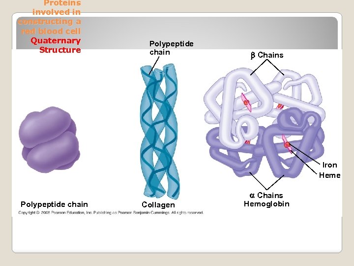 Proteins involved in constructing a red blood cell Quaternary Structure Polypeptide chain b Chains