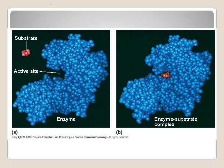 . Substrate Active site Enzyme-substrate complex 