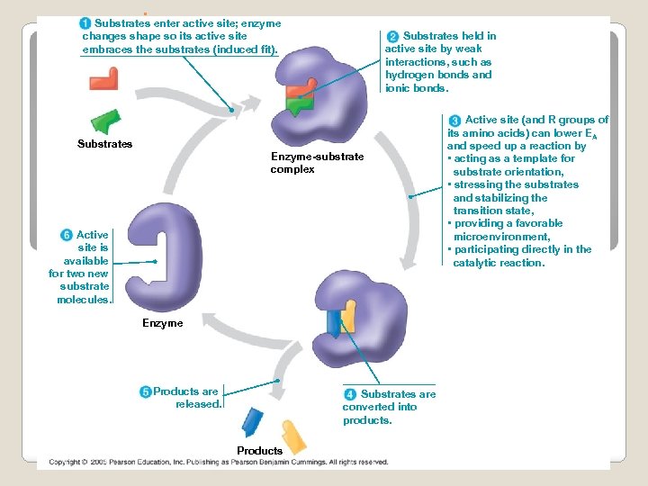 . Substrates enter active site; enzyme changes shape so its active site embraces the